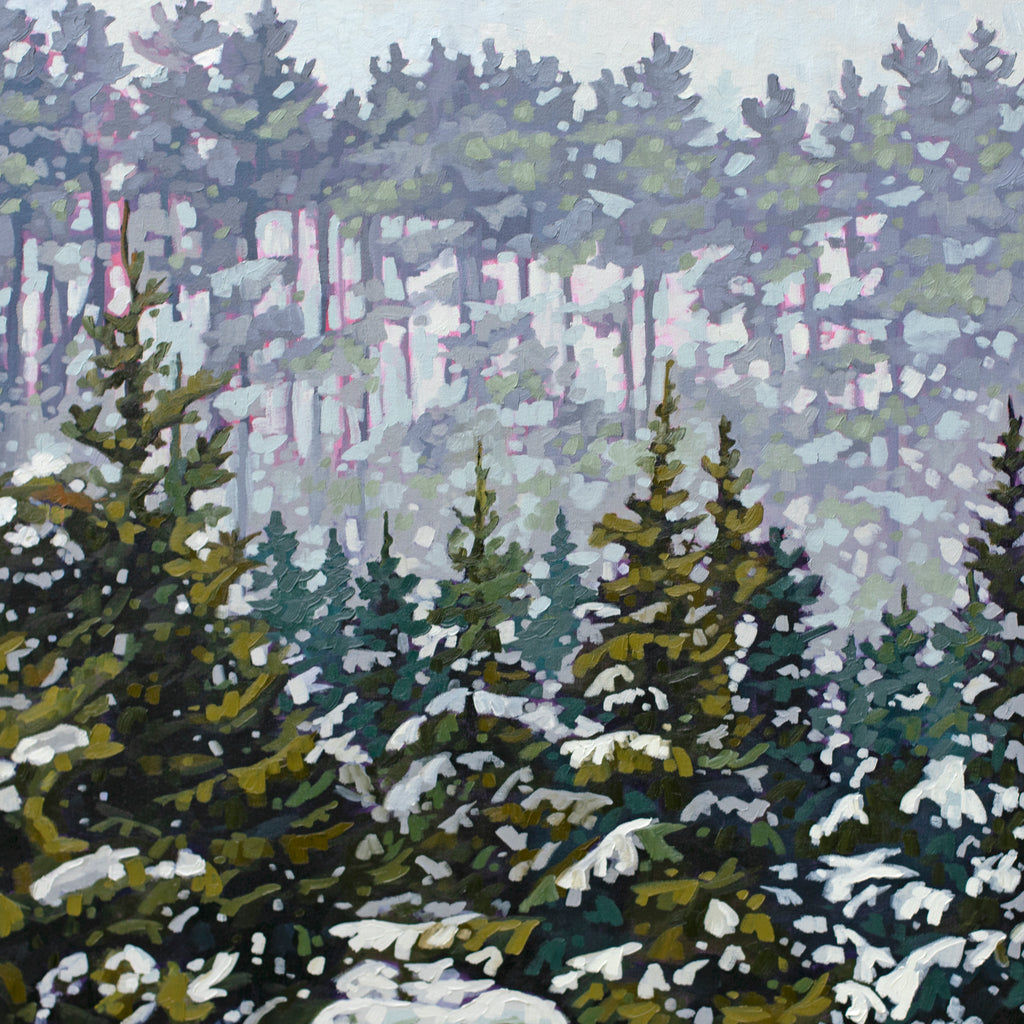 Snowy Pines at Drysdale by Kerry Walford